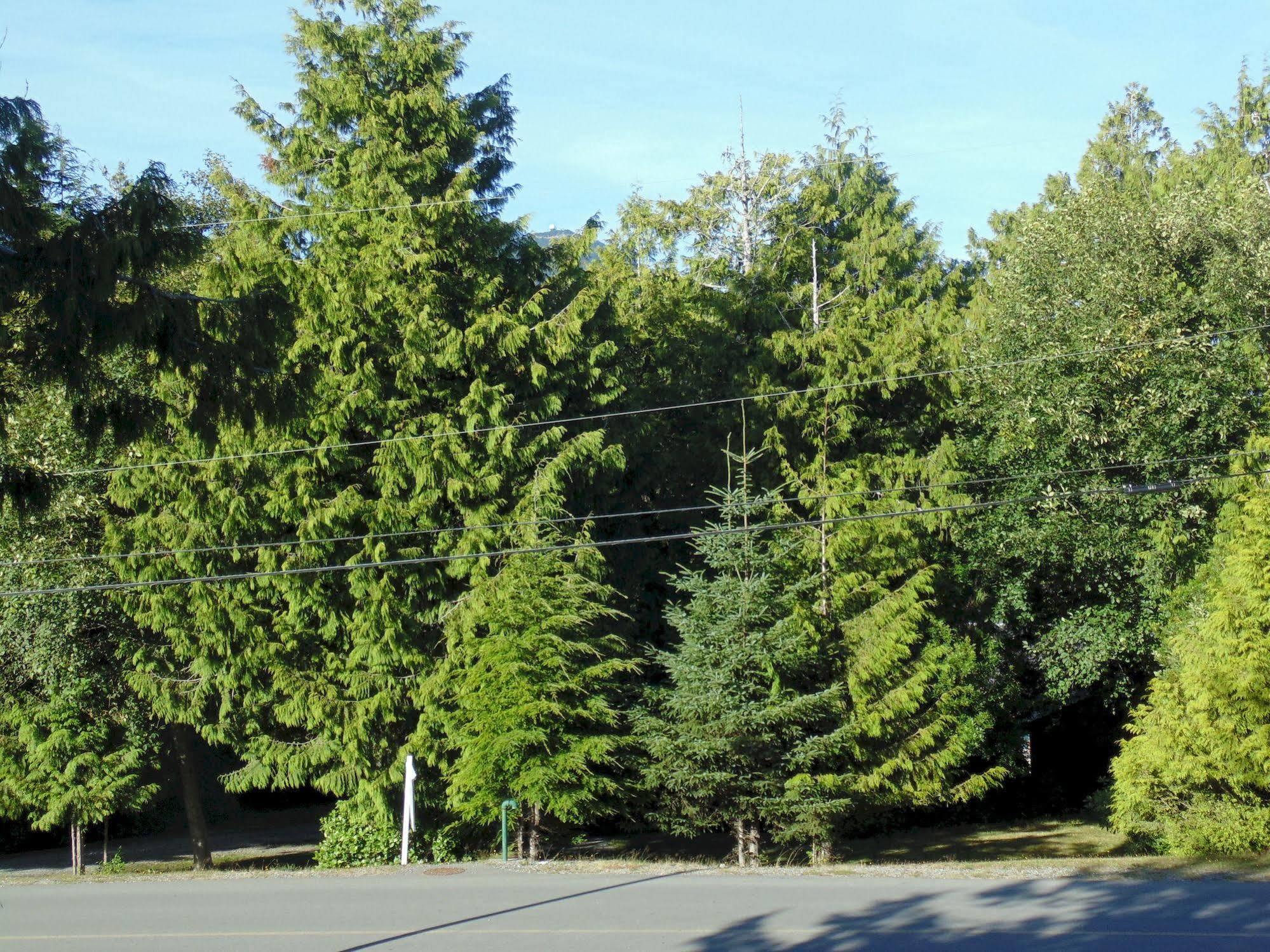 Ocean Mist Guesthouse Ucluelet Zewnętrze zdjęcie